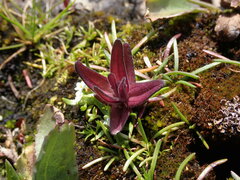 Castilleja victoriae