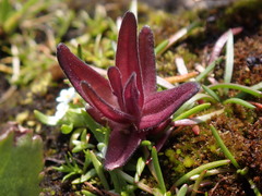 Castilleja victoriae