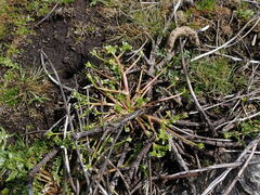 Limnanthes macounii