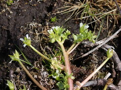 Limnanthes macounii
