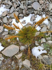 Aciphylla montana