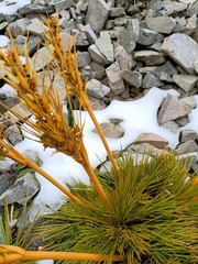 Aciphylla montana