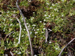 Plagiobothrys scouleri