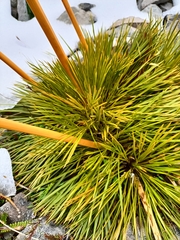 Aciphylla montana