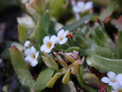 Plagiobothrys scouleri