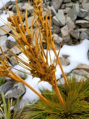 Aciphylla montana
