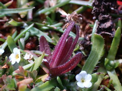 Castilleja victoriae