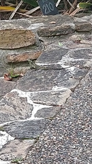 Amphibolurinae