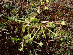 Limnanthes macounii