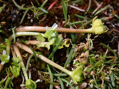 Limnanthes macounii
