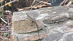 Amphibolurinae