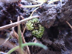 Sphaerocarpos texanus