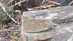 Amphibolurinae