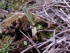 Orthocarpus bracteosus