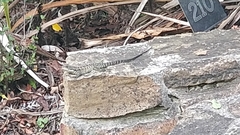 Amphibolurinae