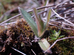 Orthocarpus bracteosus