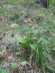 Cypripedium macranthos