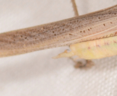 Conocephalus upoluensis