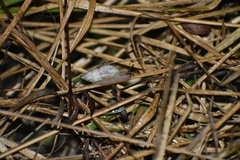Bulimulus bonariensis