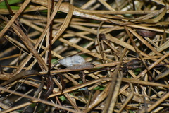 Bulimulus bonariensis