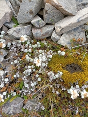 Leucogenes grandiceps