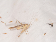 Conocephalus upoluensis