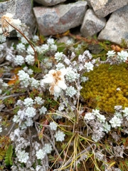 Leucogenes grandiceps