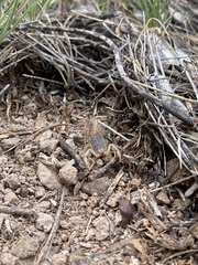 Paravaejovis spinigerus