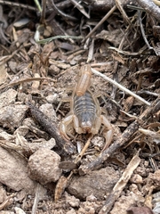 Paravaejovis spinigerus