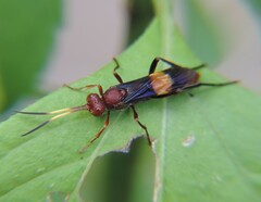 Trogomorpha arrogans
