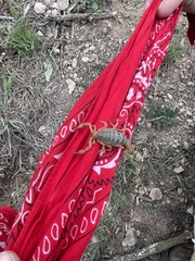 Paravaejovis spinigerus