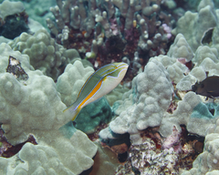 Stethojulis balteata