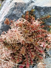 Epilobium porphyrium