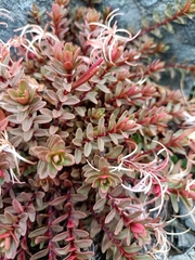 Epilobium porphyrium