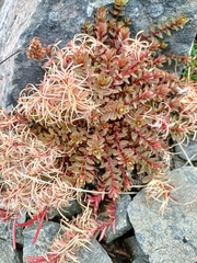 Epilobium porphyrium