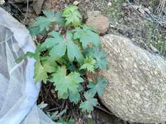 Delphinium cardinale