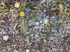 Antennaria microphylla