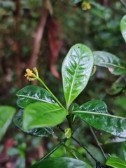 Psychotria
