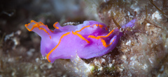 Sagaminopteron ornatum