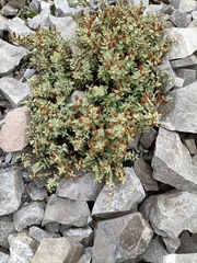 Veronica pinguifolia