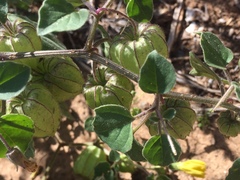 Physalis crassifolia