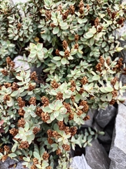 Veronica pinguifolia