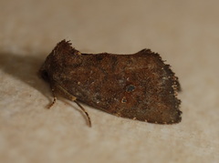 Elusa ceneusalis