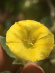 Physalis crassifolia