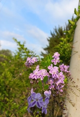 Duranta erecta
