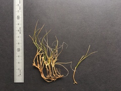 Carex resectans