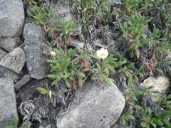 Dryas viscosa