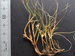 Carex resectans