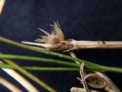 Carex resectans