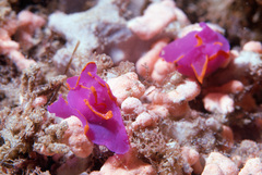 Sagaminopteron ornatum